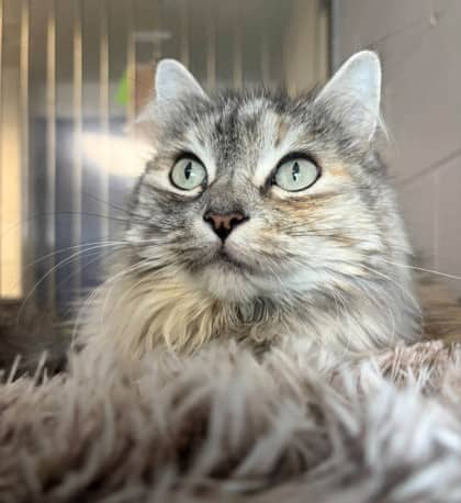 Cassie - Domestic Shorthair available for adoption