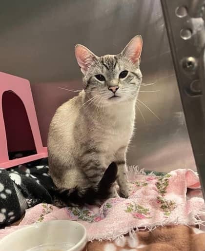 Hades - Domestic Shorthair cat available for adoption at Ontario SPCA (Thunder Bay) in Thunder Bay