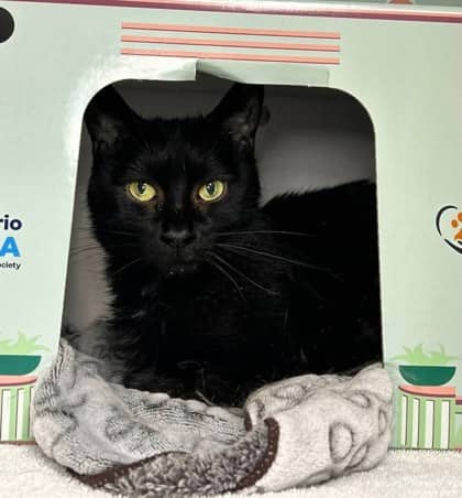 Darlene - Domestic Shorthair available for adoption