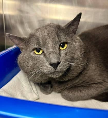 Hickory - Domestic Shorthair available for adoption