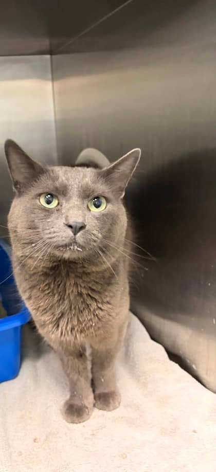 Blue - Domestic Shorthair available for adoption