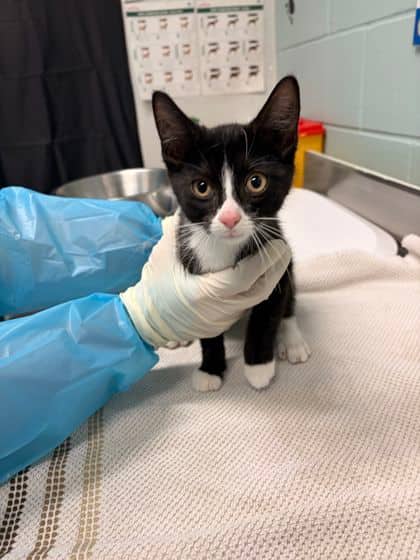 Pepper - Domestic Shorthair available for adoption