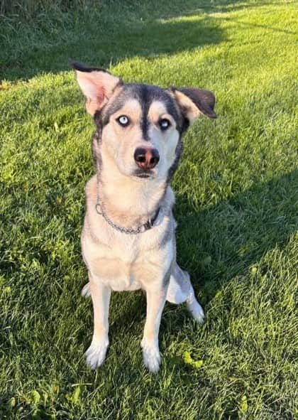 Teddy - Alaskan Husky available for adoption in Calgary