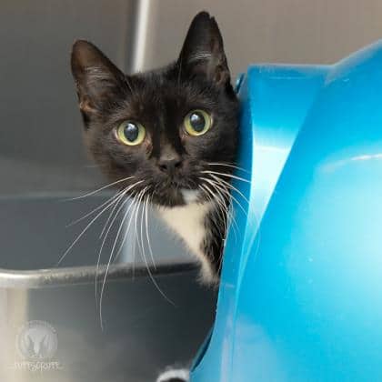 Ella - Domestic Shorthair available for adoption