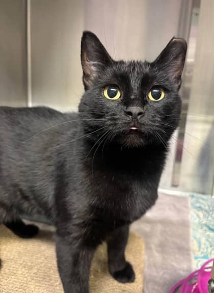 Flippy - Domestic Shorthair available for adoption