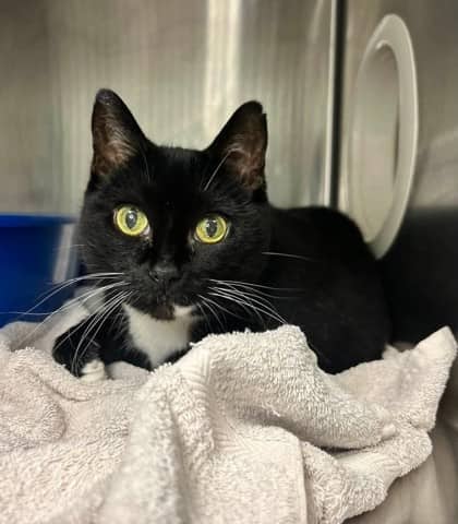 Ella - Domestic Shorthair available for adoption