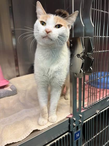 Jules - Domestic Shorthair available for adoption