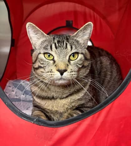 Maito - Domestic Shorthair cat available for adoption at Ontario SPCA (Thunder Bay) in Thunder Bay