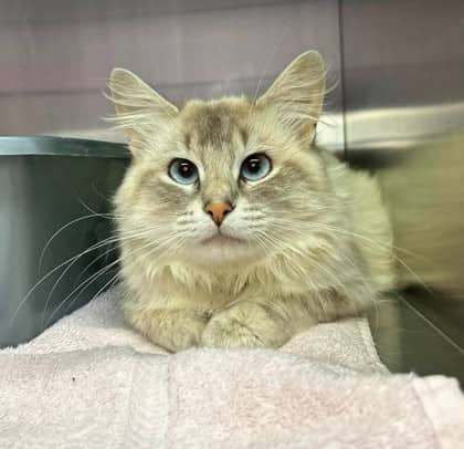 Scuttle - Domestic Shorthair cat available for adoption at Ontario SPCA (Thunder Bay) in Thunder Bay