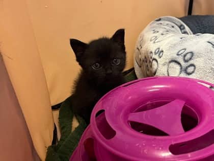 Zoey - Domestic Shorthair cat available for adoption at Ontario SPCA (Thunder Bay) in Thunder Bay