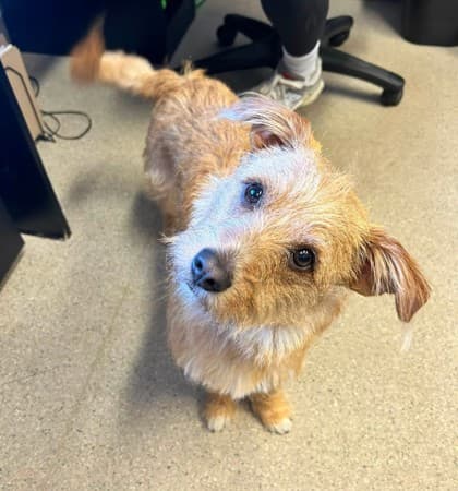 Winnie - Terrier, Yorkshire available for adoption at Ontario SPCA & Humane Society in Thunder Bay