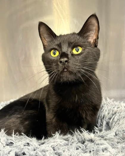 Crumbs - Domestic Shorthair available for adoption