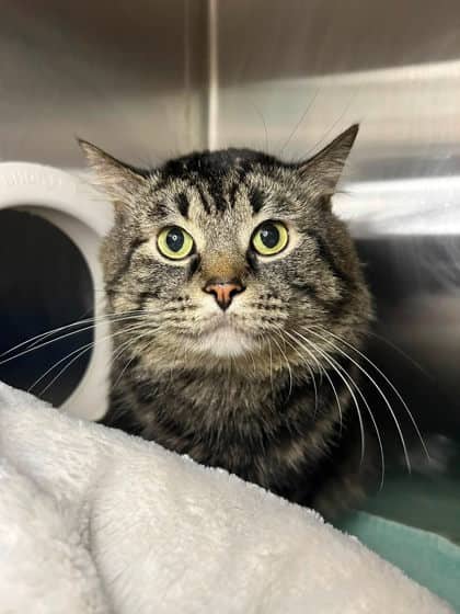 Ash - Domestic Shorthair available for adoption