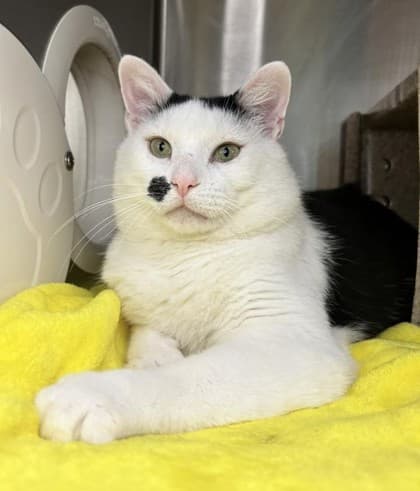Boris - Domestic Shorthair cat available for adoption at Ontario SPCA & Humane Society in Thunder Bay