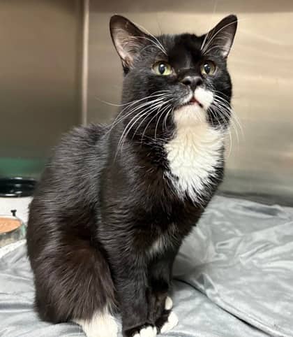 Loverboy - Domestic Shorthair available for adoption