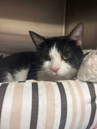 Sirius Black - Domestic Shorthair cat available for adoption at Sarnia & District Humane Society in Sarnia