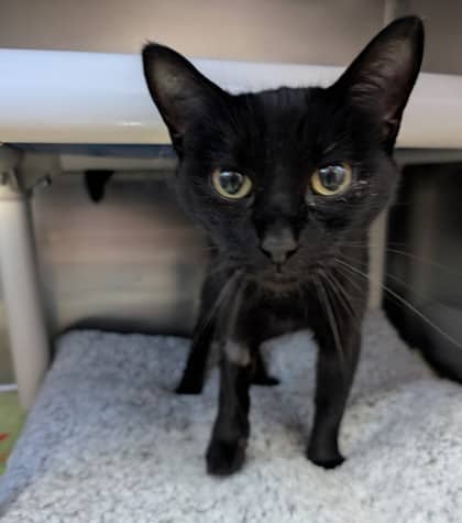 Hallows Eve - Domestic Shorthair available for adoption