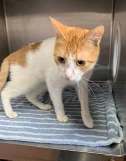 Tatiana - Domestic Shorthair cat available for adoption at Sarnia & District Humane Society in Sarnia