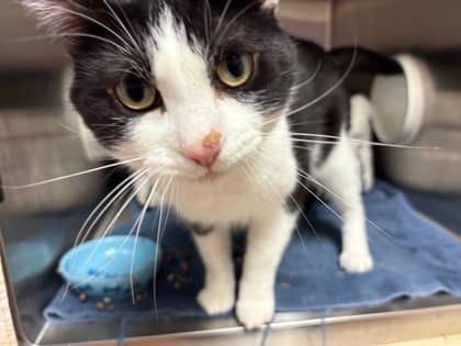 Sirius Black - Domestic Shorthair available for adoption