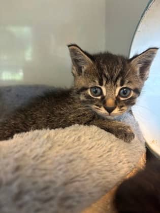 Butterball - Domestic Shorthair cat available for adoption at Sarnia & District Humane Society in Sarnia