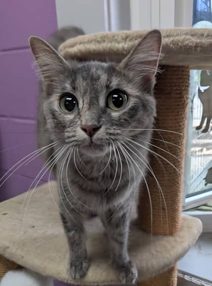 Adele - Domestic Medium Hair cat available for adoption at Sarnia & District Humane Society in Sarnia