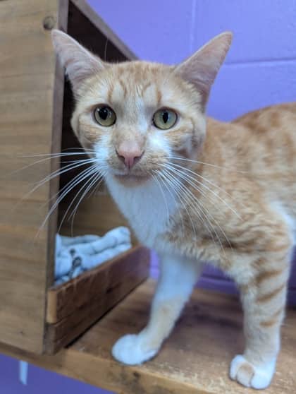 Happy - Domestic Shorthair available for adoption