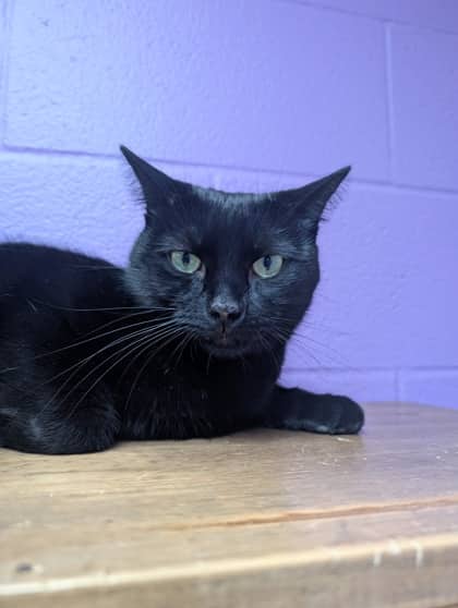 Darth - Domestic Shorthair cat available for adoption at Sarnia & District Humane Society in Sarnia