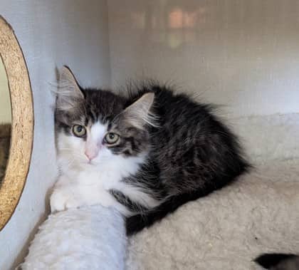 Basil - Domestic Medium Hair cat available for adoption at Sarnia & District Humane Society in Sarnia