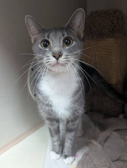 Boots - Domestic Shorthair cat available for adoption at Sarnia & District Humane Society in Sarnia