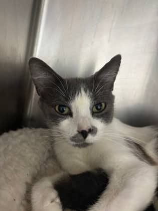 Sundae - Domestic Shorthair cat available for adoption at Sarnia & District Humane Society in Sarnia