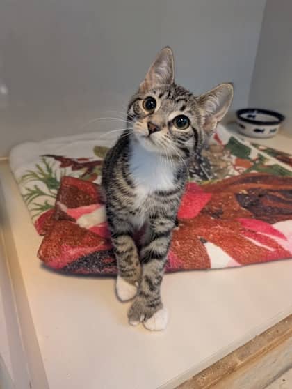 Poppy - Domestic Shorthair cat available for adoption at Sarnia & District Humane Society in Sarnia