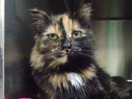 Ginger - Domestic Longhair cat available for adoption at Sarnia & District Humane Society in Sarnia
