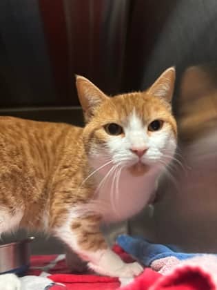 Peter - Domestic Shorthair cat available for adoption at Sarnia & District Humane Society in Sarnia