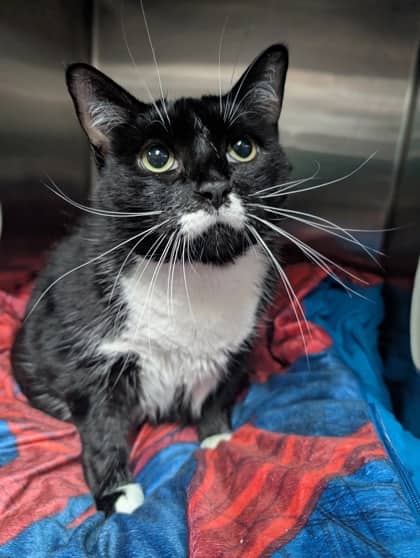 Daisy - Domestic Shorthair cat available for adoption at Sarnia & District Humane Society in Sarnia