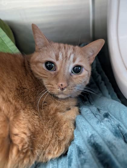 Garth - Domestic Shorthair available for adoption