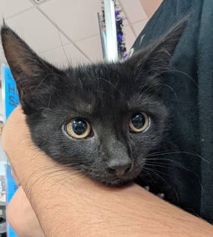 Po - Domestic Shorthair cat available for adoption at Sarnia & District Humane Society in Sarnia
