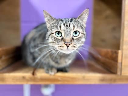 MaMa - Domestic Shorthair available for adoption