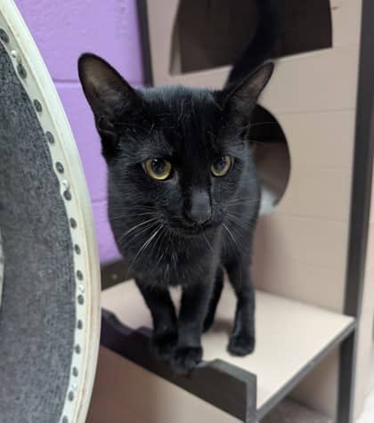 Kate - Domestic Shorthair available for adoption