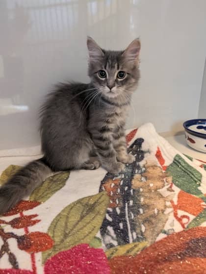 Fluffy - Domestic Longhair cat available for adoption at Sarnia & District Humane Society in Sarnia