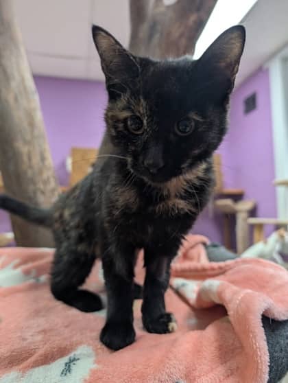 Nebula - Domestic Shorthair cat available for adoption at Sarnia & District Humane Society in Sarnia