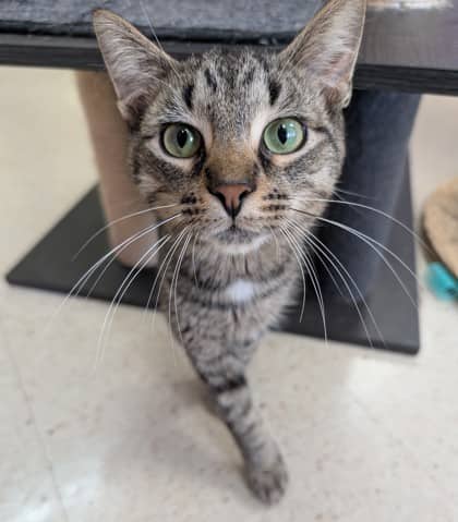Peter - Domestic Shorthair available for adoption