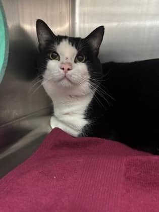 Finn - Domestic Shorthair available for adoption
