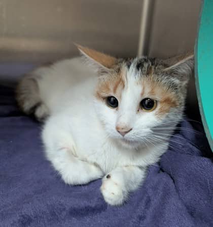 Snow White - Domestic Shorthair cat available for adoption at Sarnia & District Humane Society in Sarnia