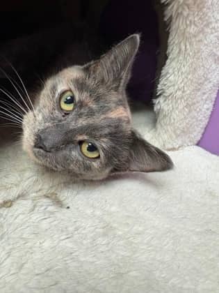 Fern Leaf - Domestic Shorthair available for adoption