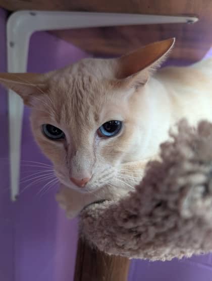 Evan - Siamese cat available for adoption at Sarnia & District Humane Society in Sarnia