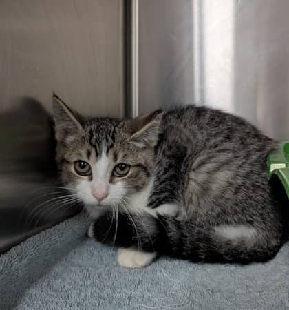 Overflow - Domestic Shorthair cat available for adoption at Sarnia & District Humane Society in Sarnia