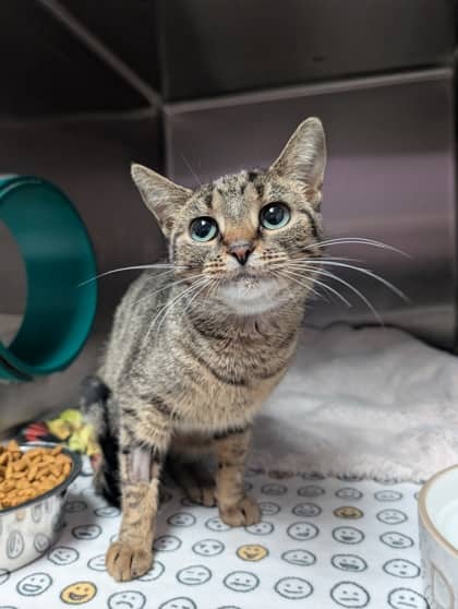 Sophie - Domestic Shorthair cat available for adoption at Sarnia & District Humane Society in Sarnia