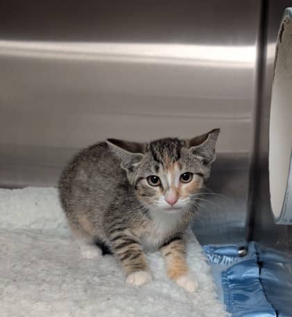 Melba B - Domestic Shorthair cat available for adoption at Sarnia & District Humane Society in Sarnia