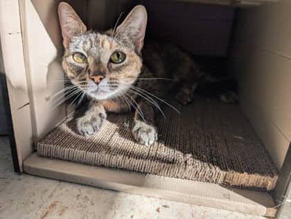 Bashful - Domestic Shorthair cat available for adoption at Sarnia & District Humane Society in Sarnia