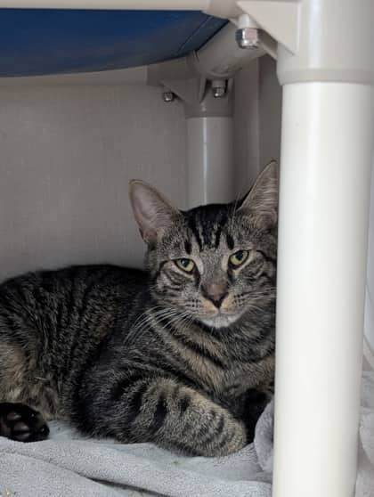 Orillia - Domestic Shorthair available for adoption